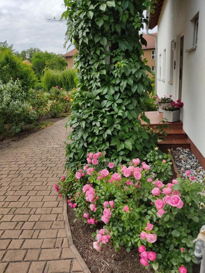 Grosszuegige Ferienwohnung Am Waldesrand Im Seenland Lauta エクステリア 写真