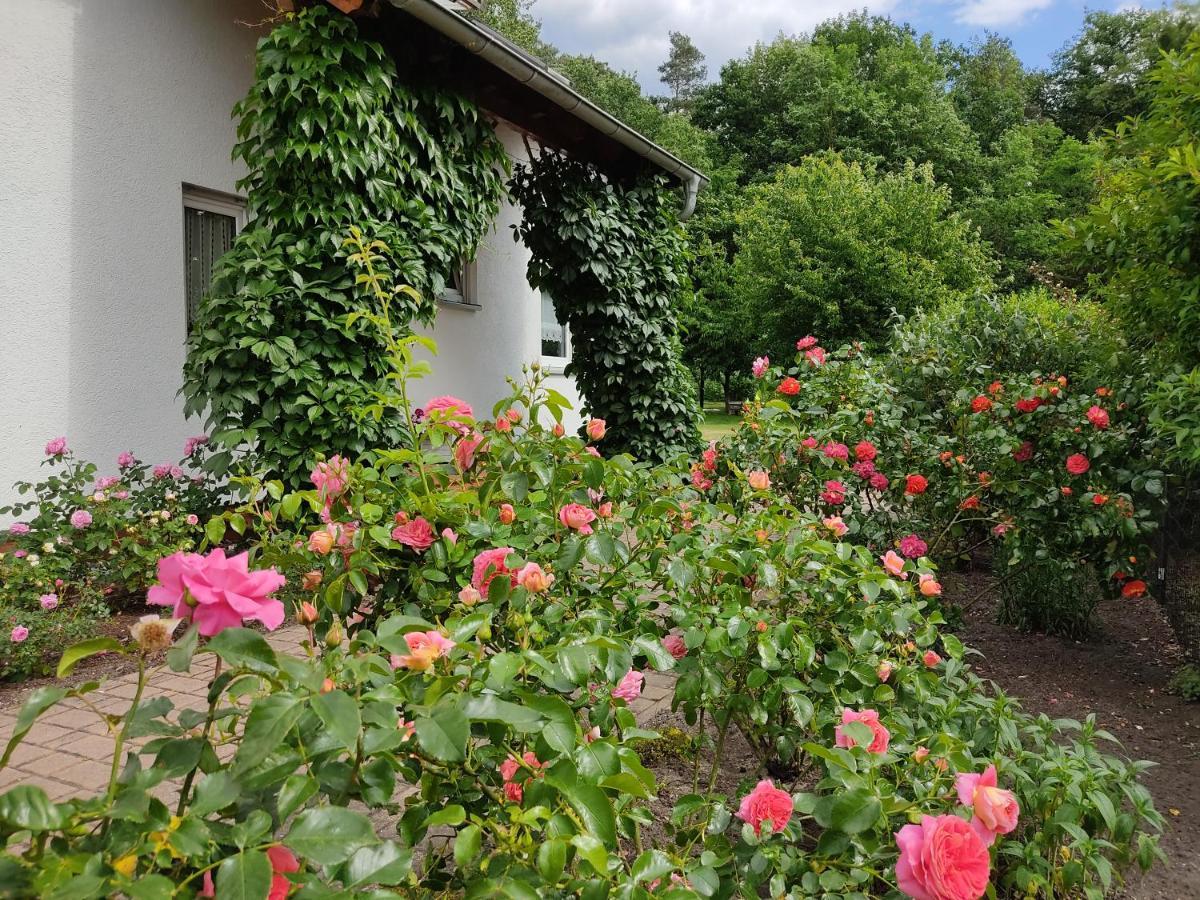 Grosszuegige Ferienwohnung Am Waldesrand Im Seenland Lauta エクステリア 写真